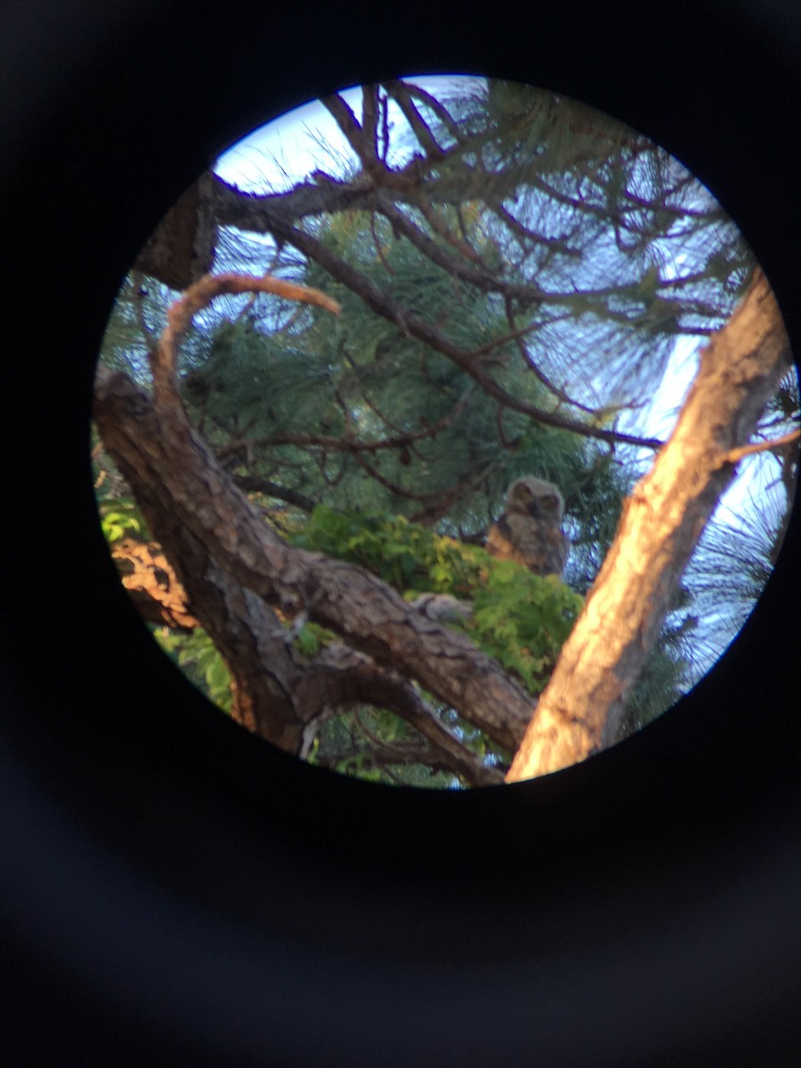 Great Horned Owl - ML93067801