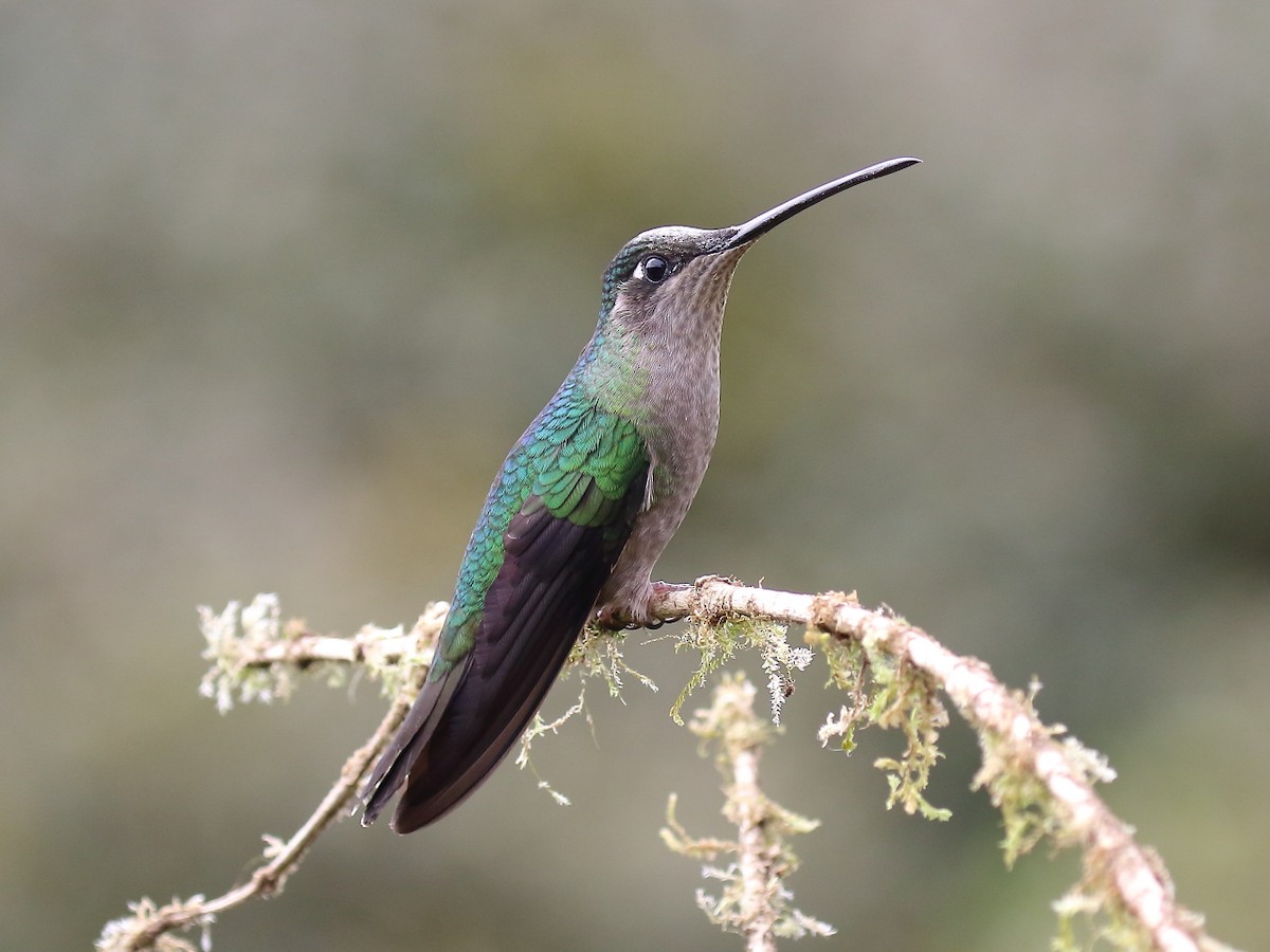 Talamanca Hummingbird - Doug Beach