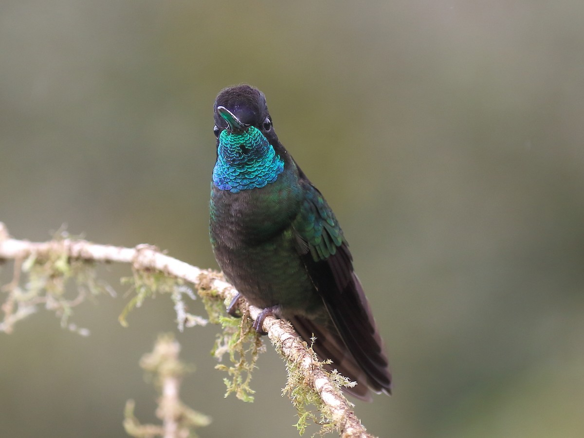 Talamanca Hummingbird - Doug Beach