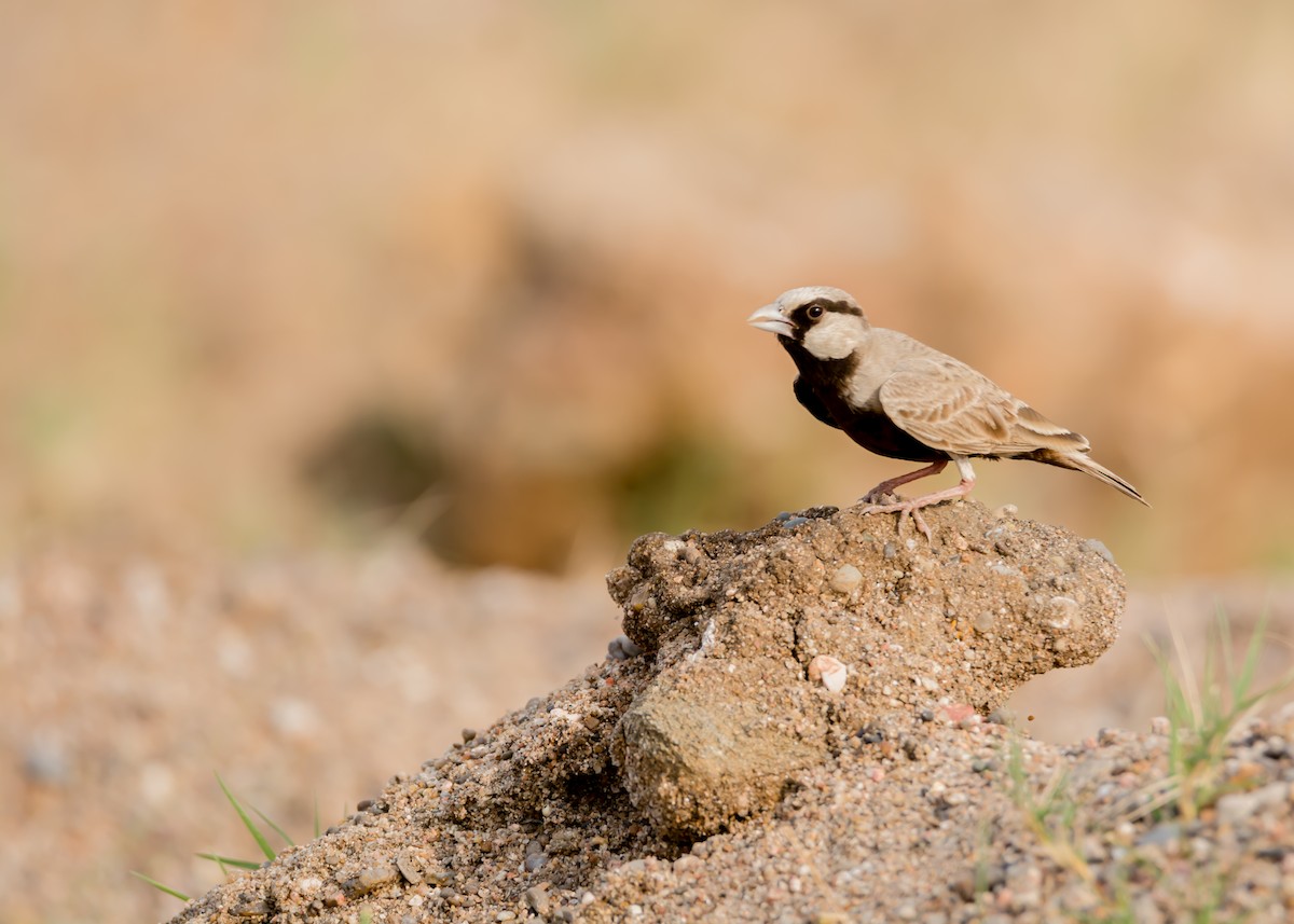 Ashy-crowned Sparrow-Lark - ML93068661