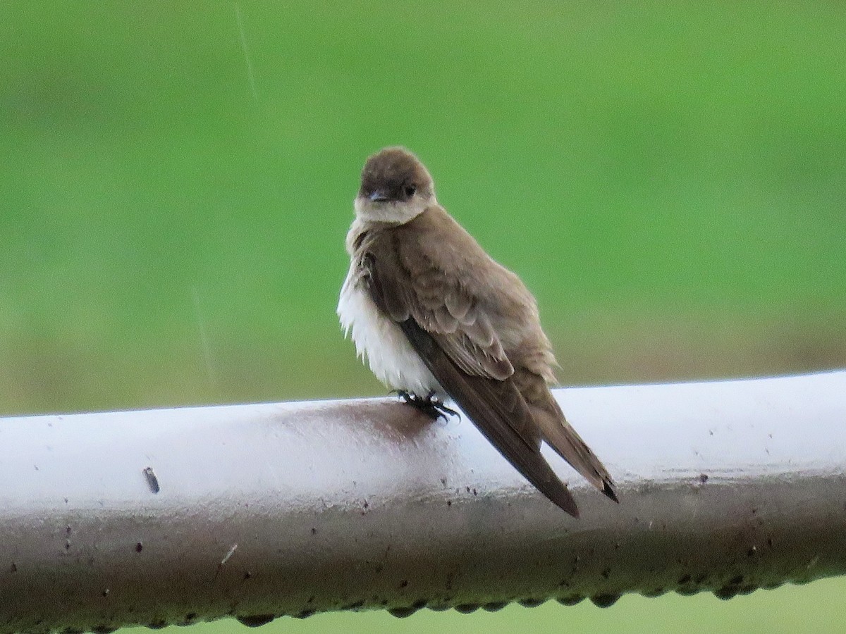 Northern Rough-winged Swallow - Suzanne Odum