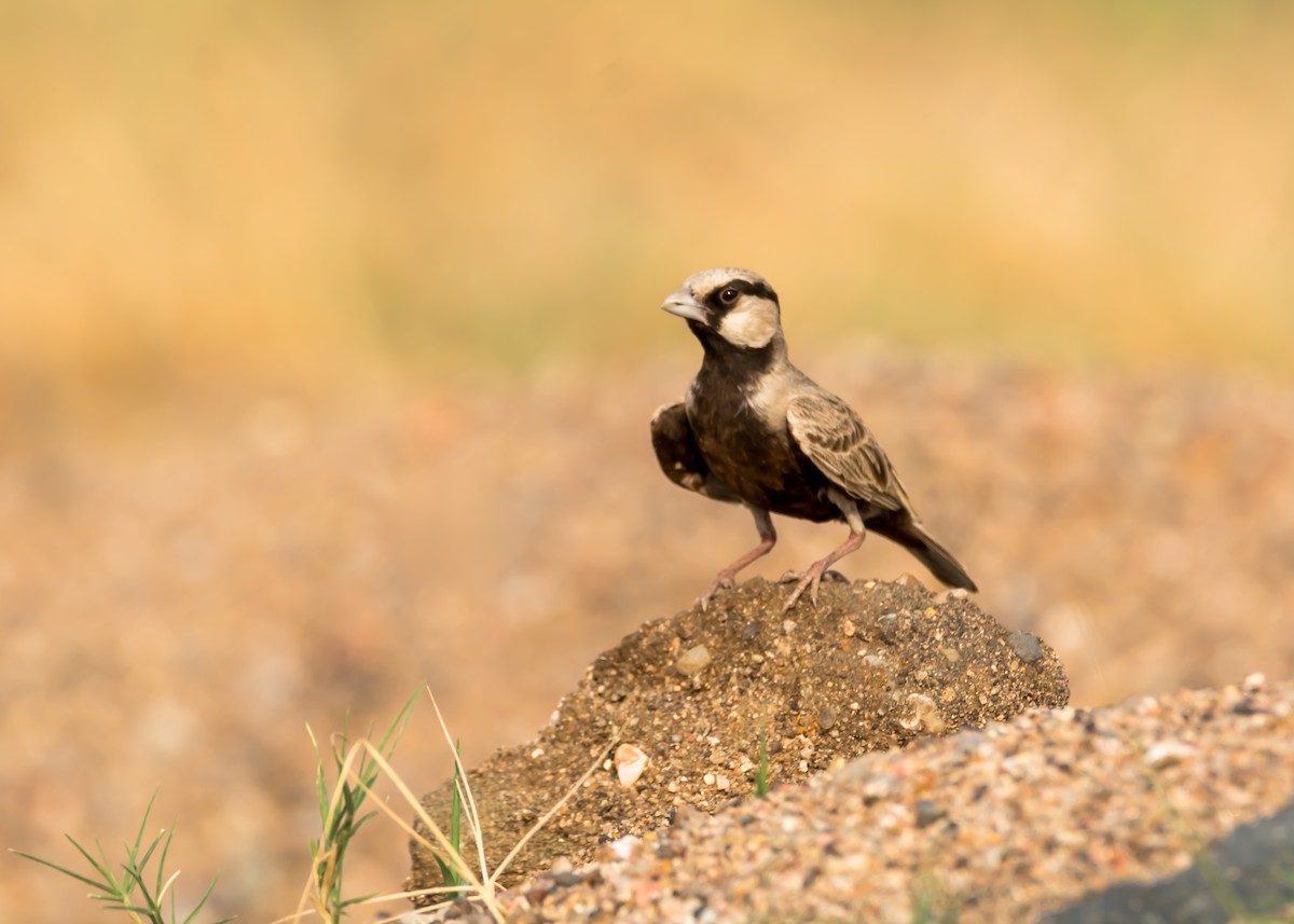 Ashy-crowned Sparrow-Lark - ML93070461