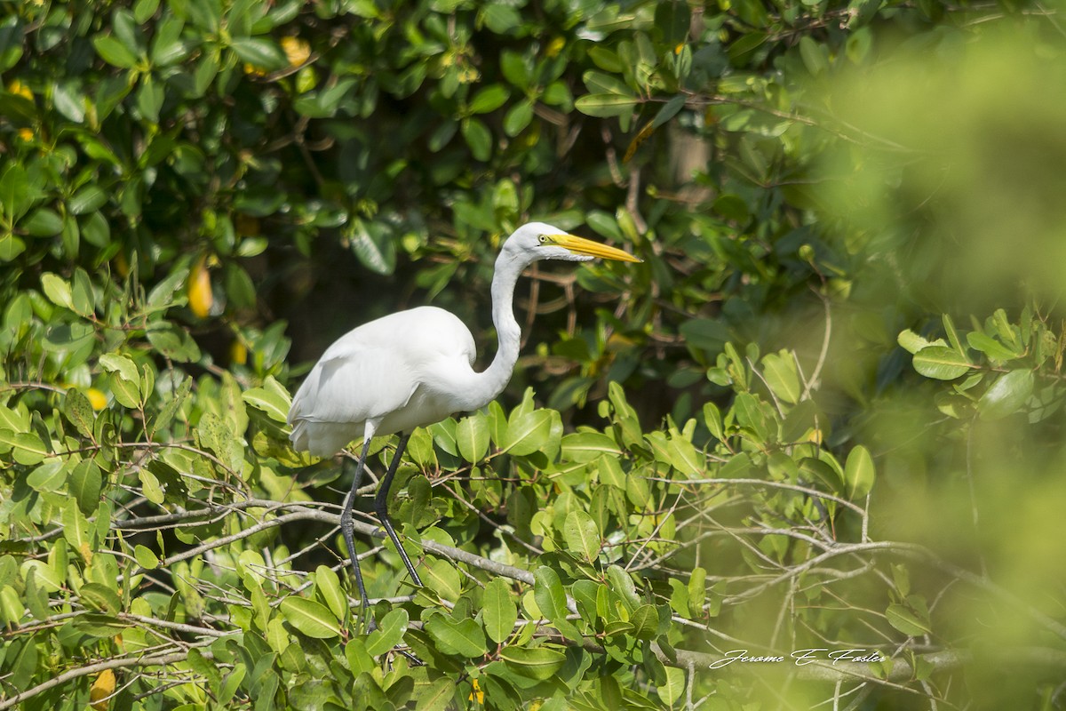 Great Egret - Jerome Foster