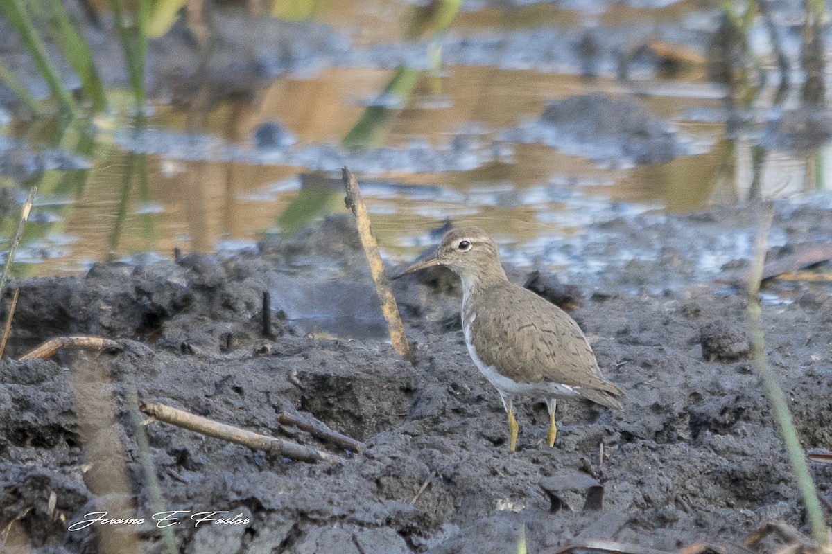 Spotted Sandpiper - Jerome Foster