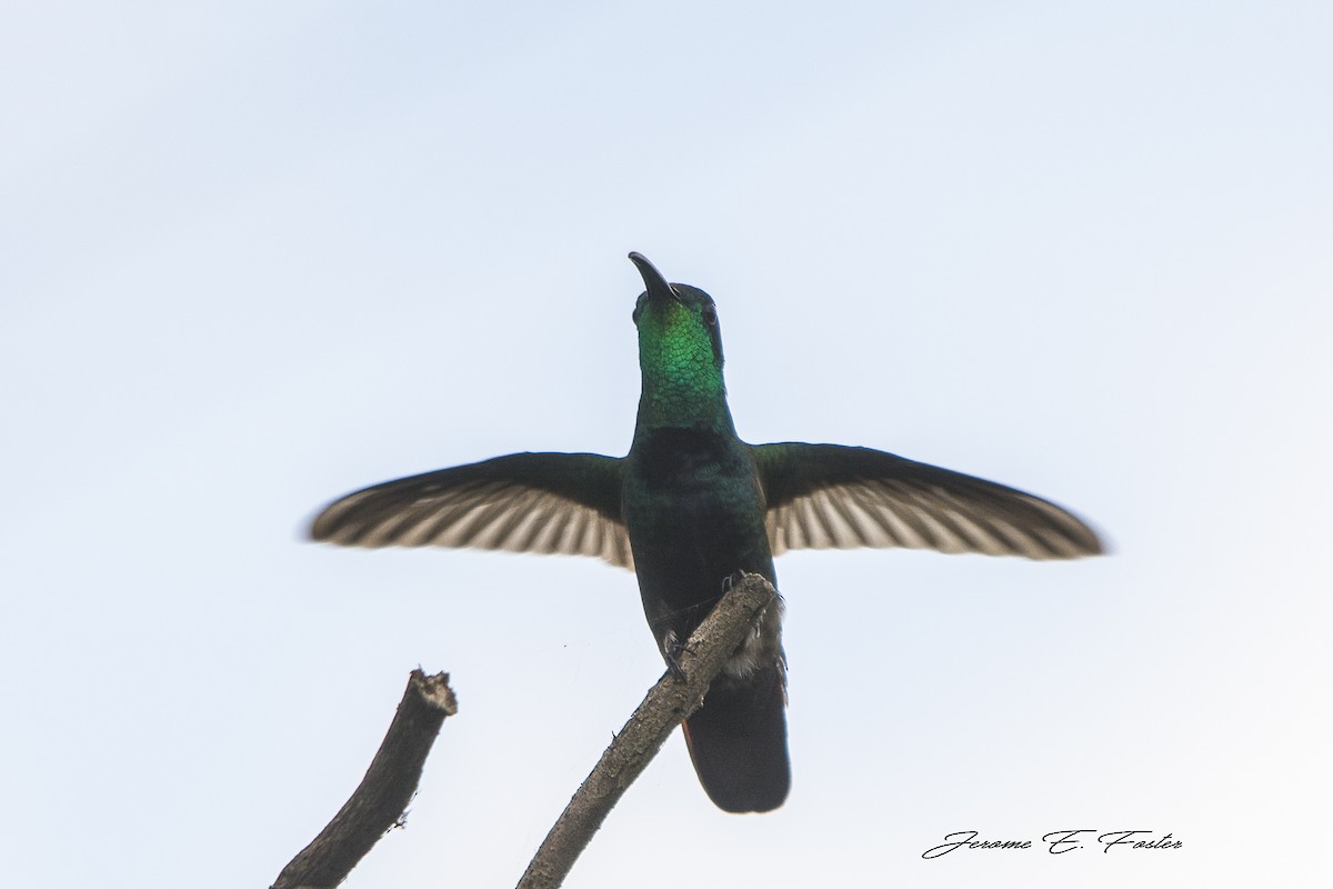 kolibřík zelenohrdlý - ML93076821