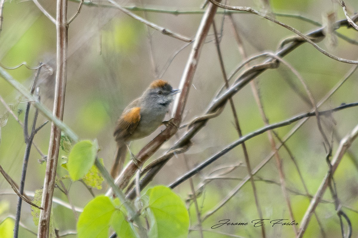 Pale-breasted Spinetail - ML93076851