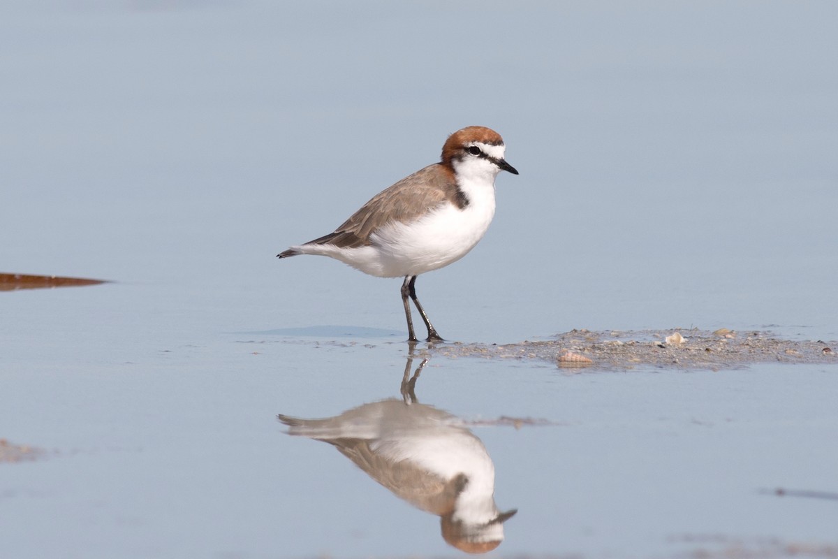 Red-capped Plover - ML93077061
