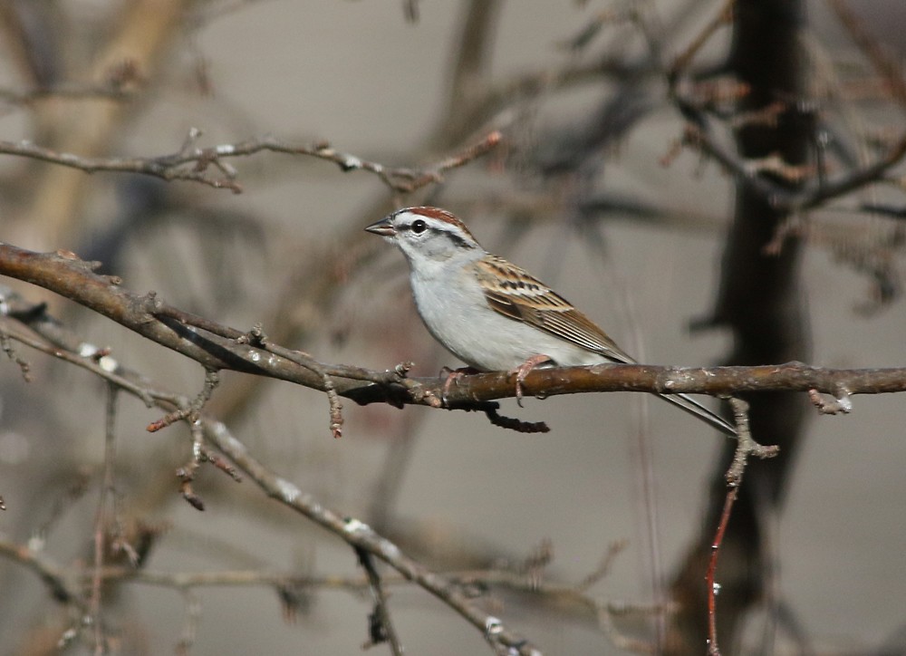 Chipping Sparrow - Jay Gilliam