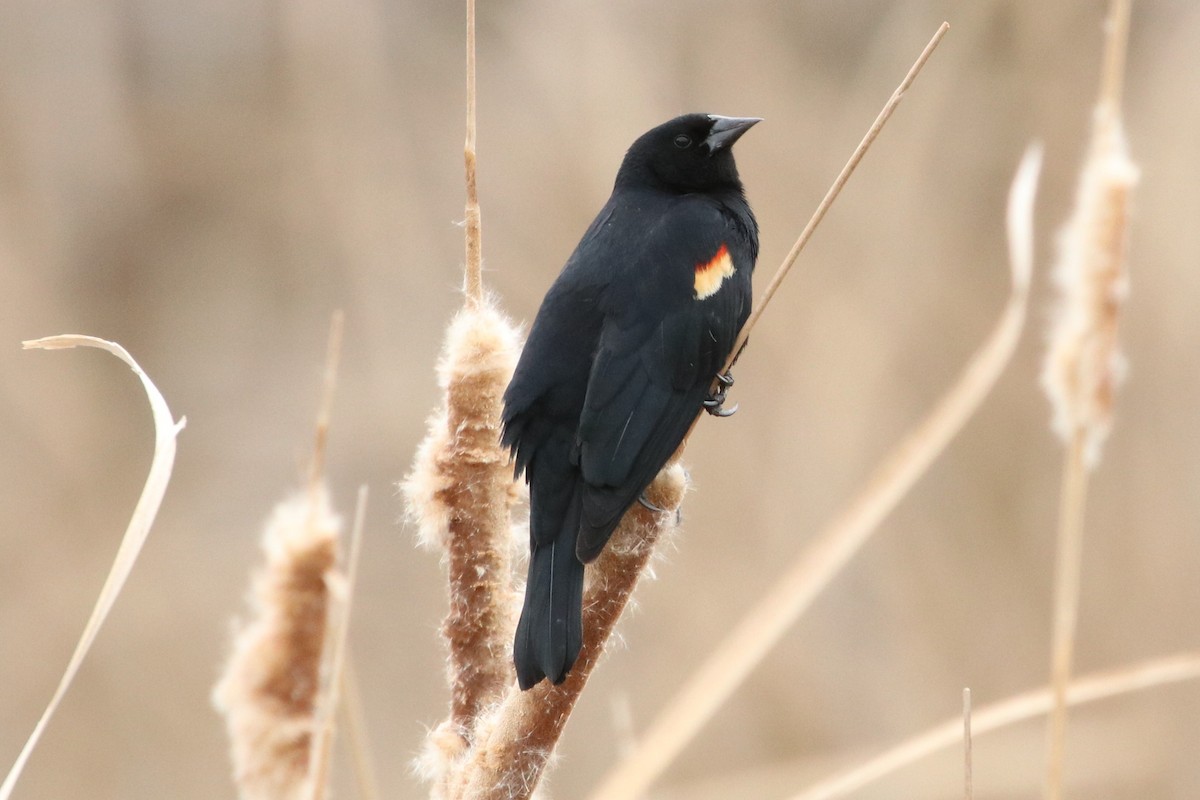 Red-winged Blackbird - John Bruder