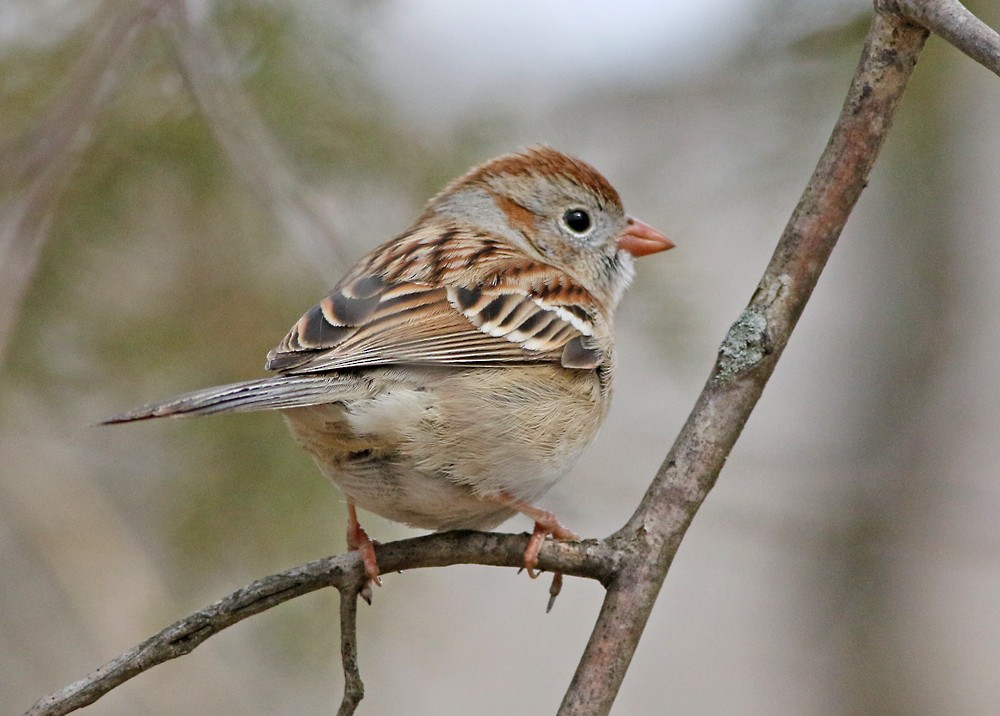 Field Sparrow - ML93080111