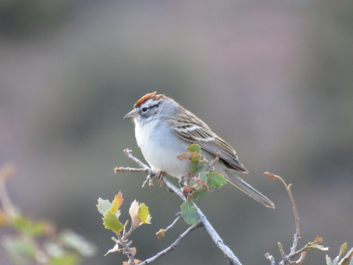 Chipping Sparrow - ML93080351