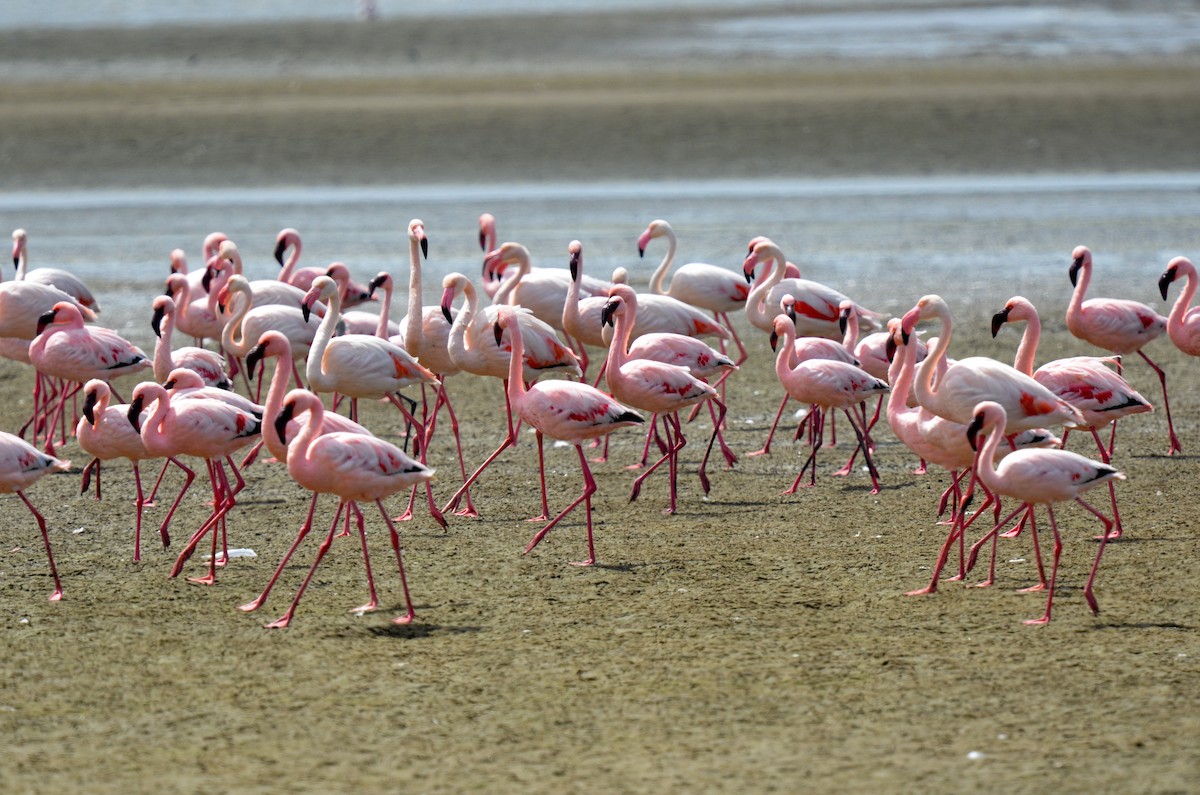 Lesser Flamingo - Bruce Wedderburn