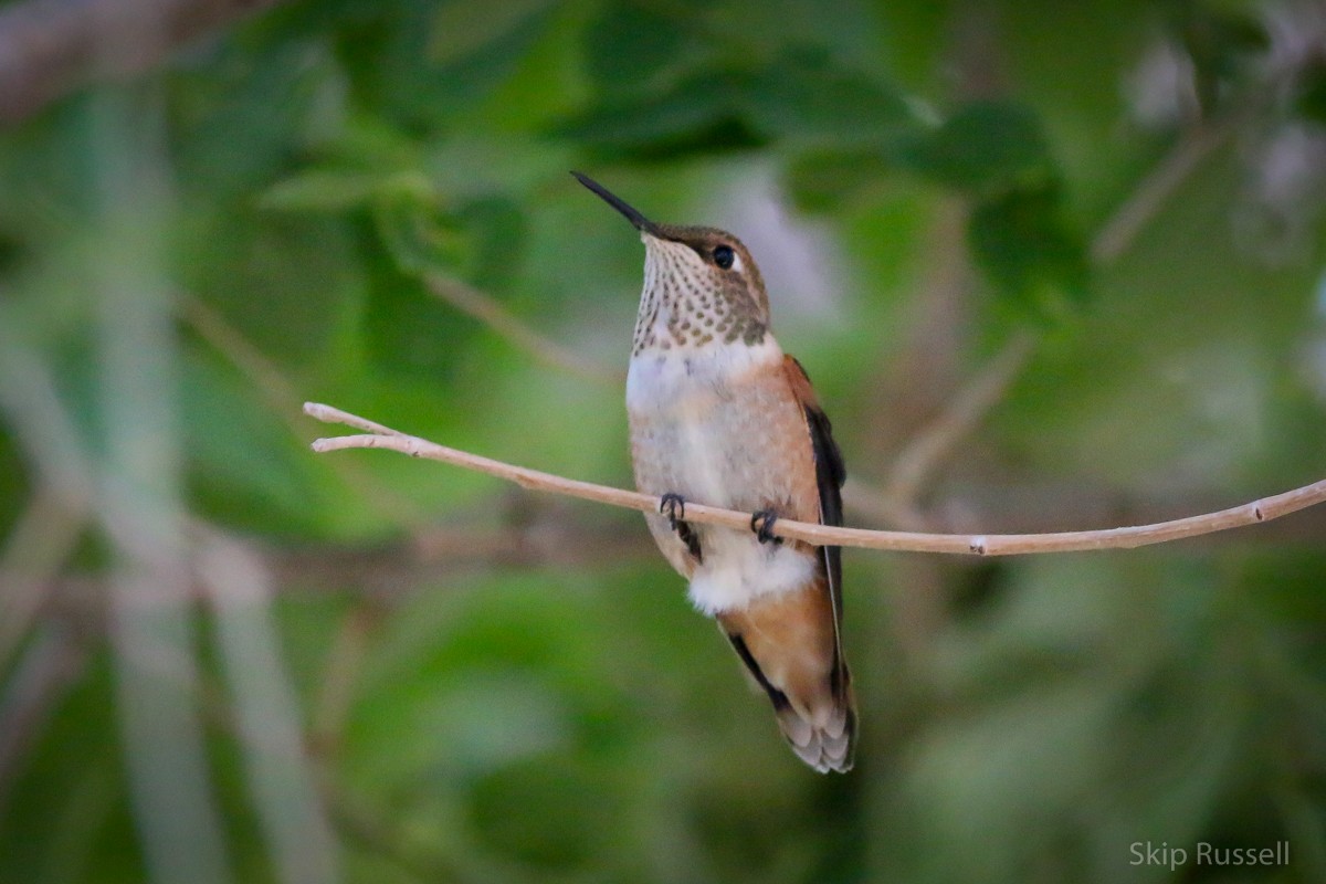 Rufous Hummingbird - Skip Russell