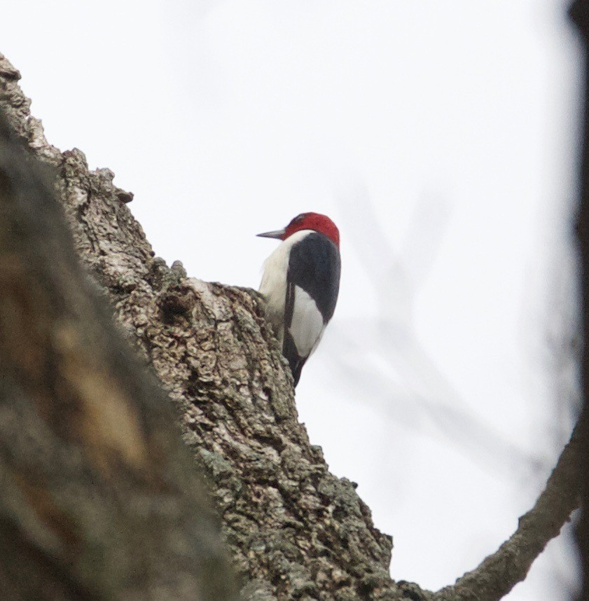 Red-headed Woodpecker - ML93084641