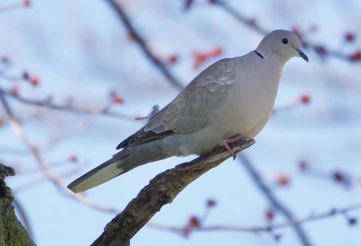 Eurasian Collared-Dove - Karl Overman