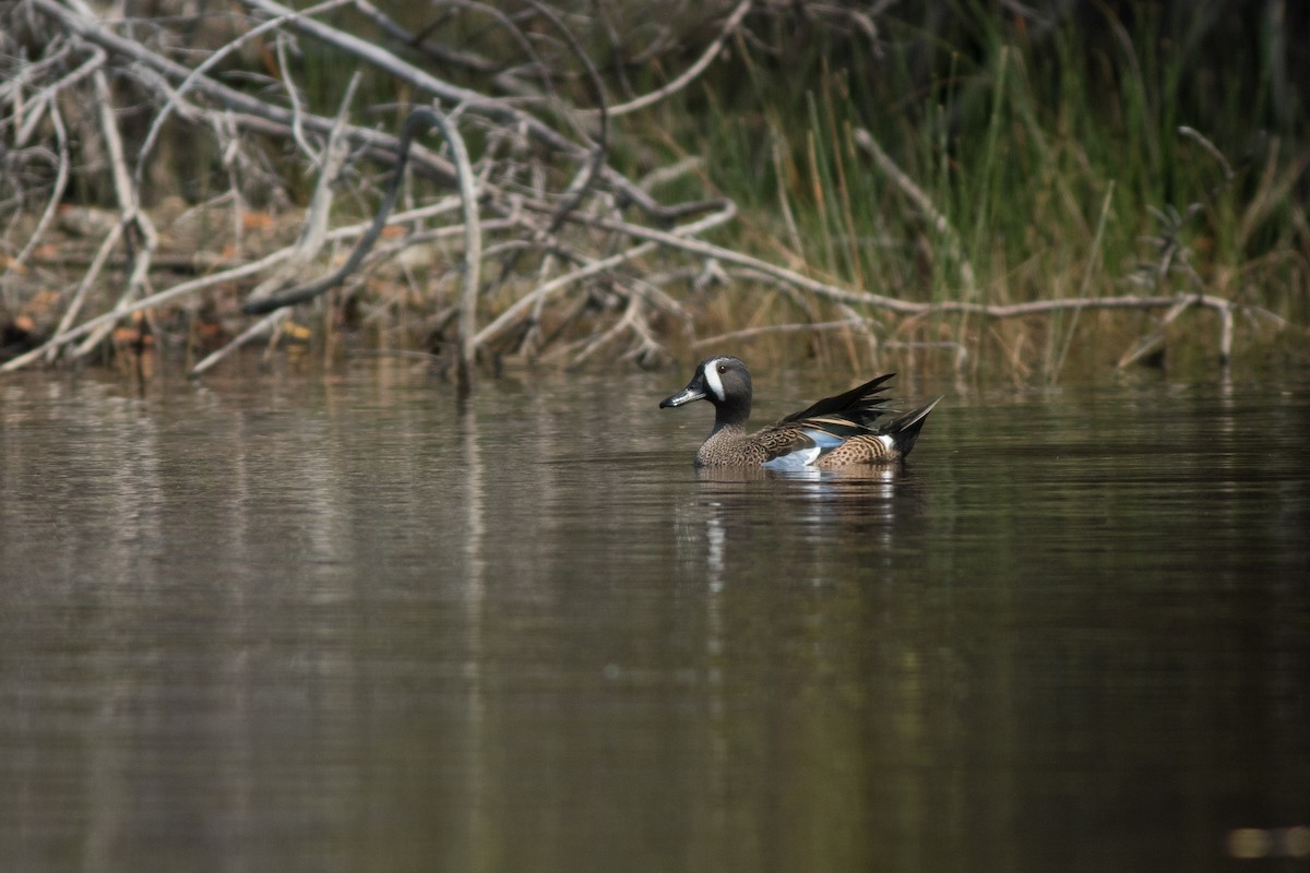 Blue-winged Teal - ML93085211