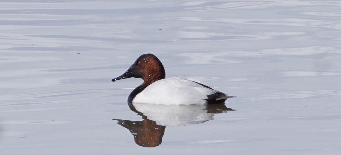 Canvasback - Justin Neal