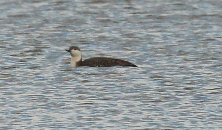 Red-throated Loon - ML93087871