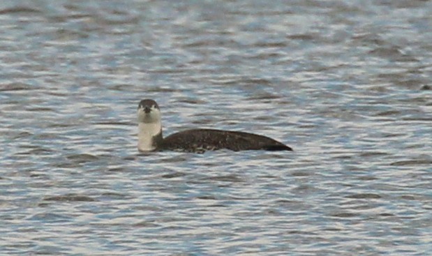 Red-throated Loon - ML93087881