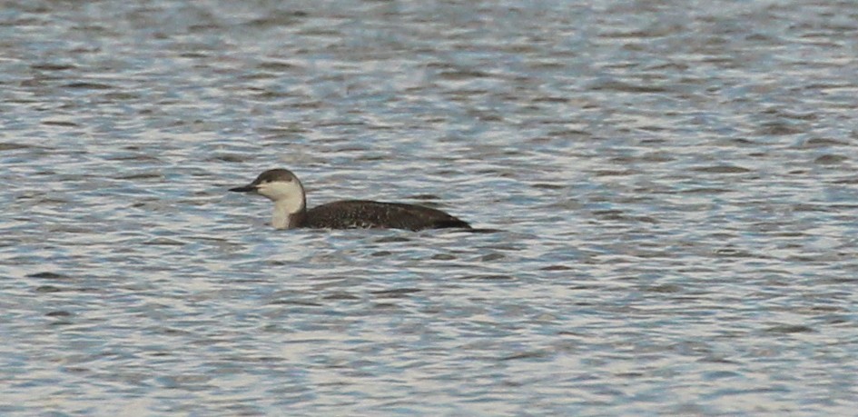 Red-throated Loon - ML93087891