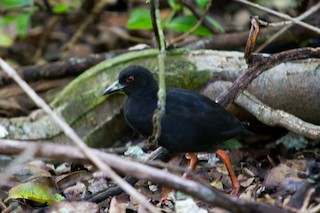  - Henderson Island Crake