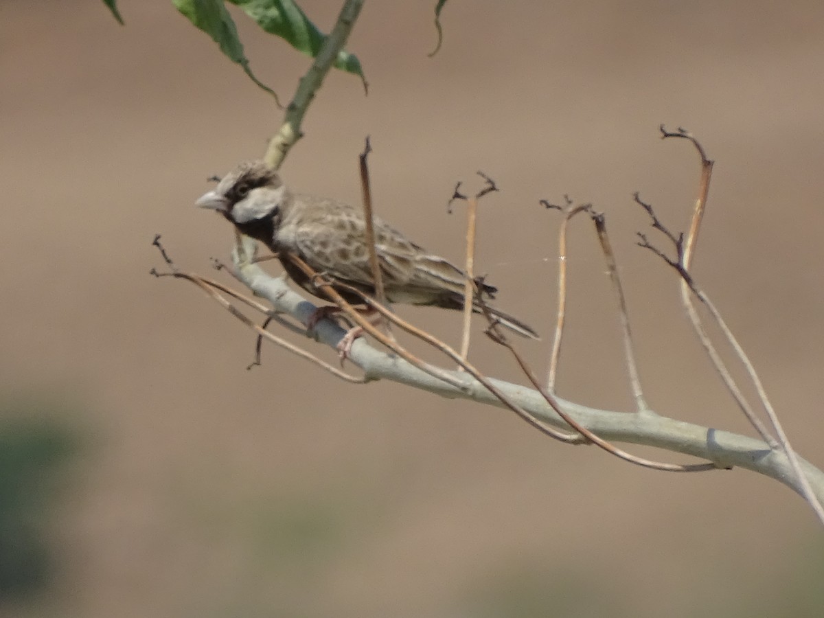 Ashy-crowned Sparrow-Lark - Suresh  Rana