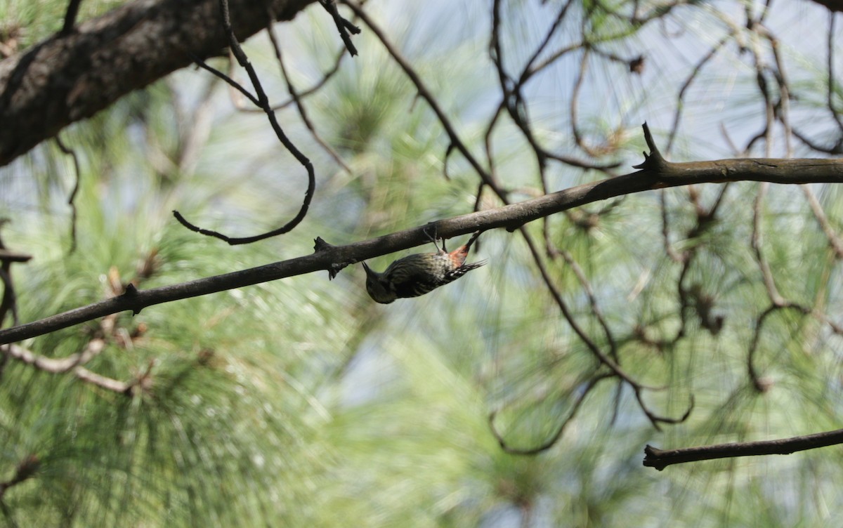 Gray-capped Pygmy Woodpecker - ML93094561