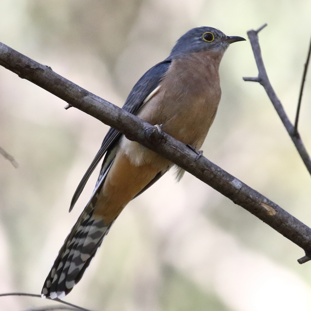 Fan-tailed Cuckoo - Michael Rutkowski