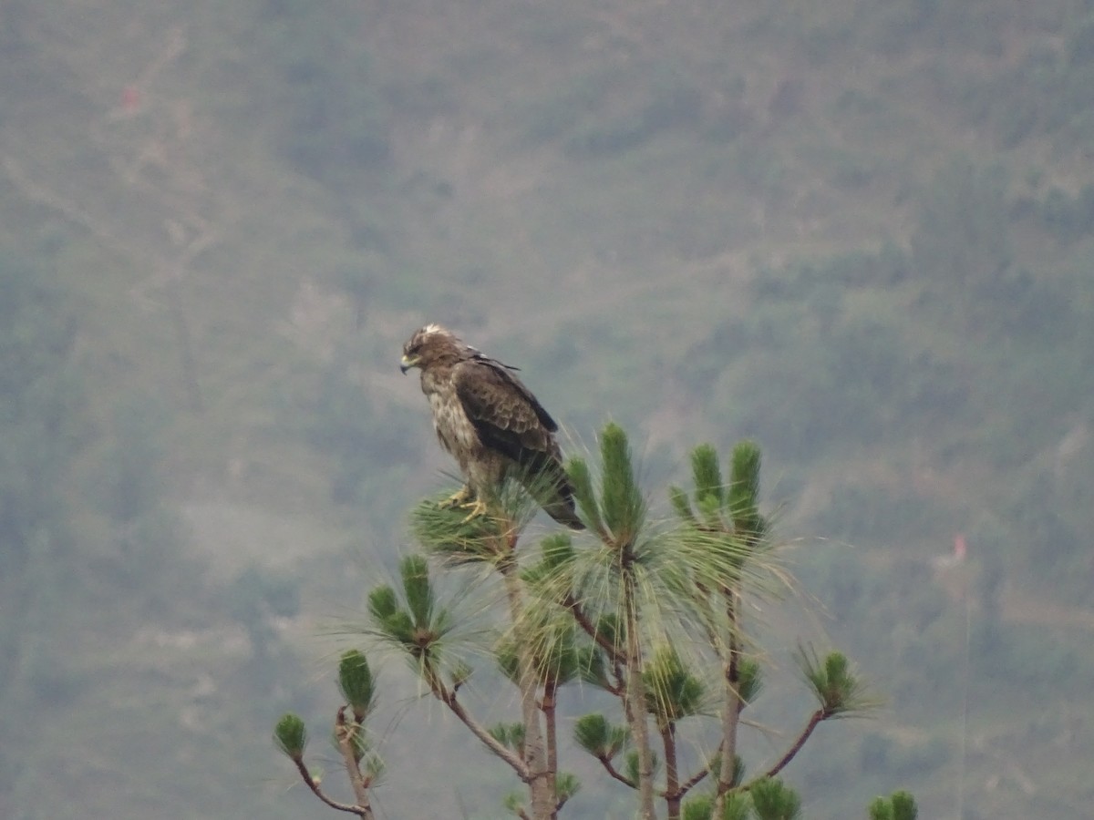 Bonelli's Eagle - Suresh  Rana