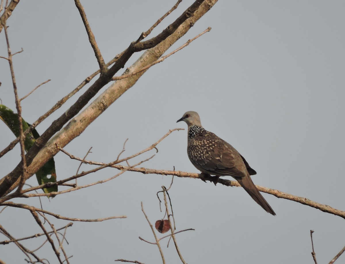 Spotted Dove - ML93097001