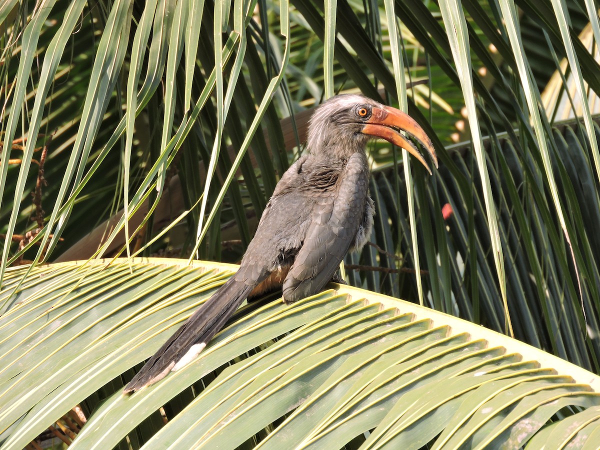 Malabar Gray Hornbill - ML93097101