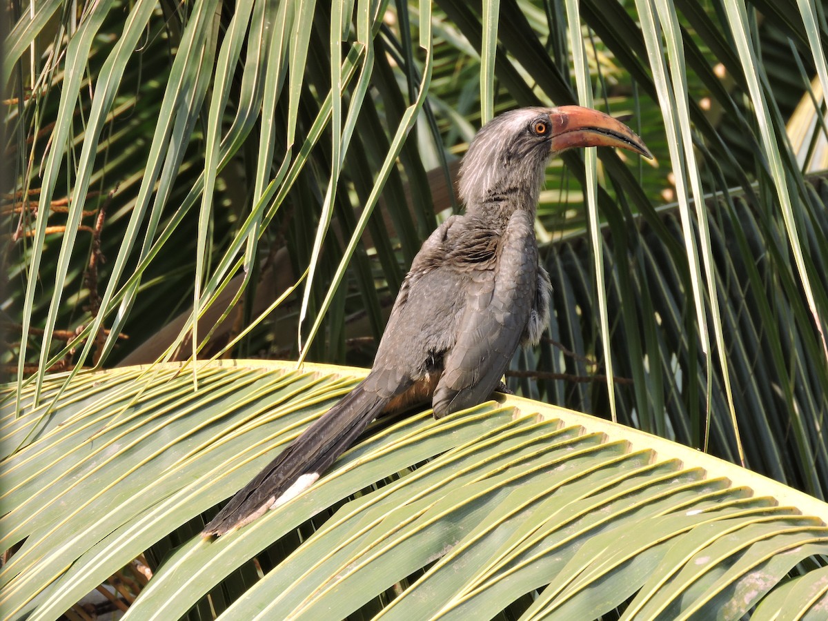 Malabar Gray Hornbill - ML93097111