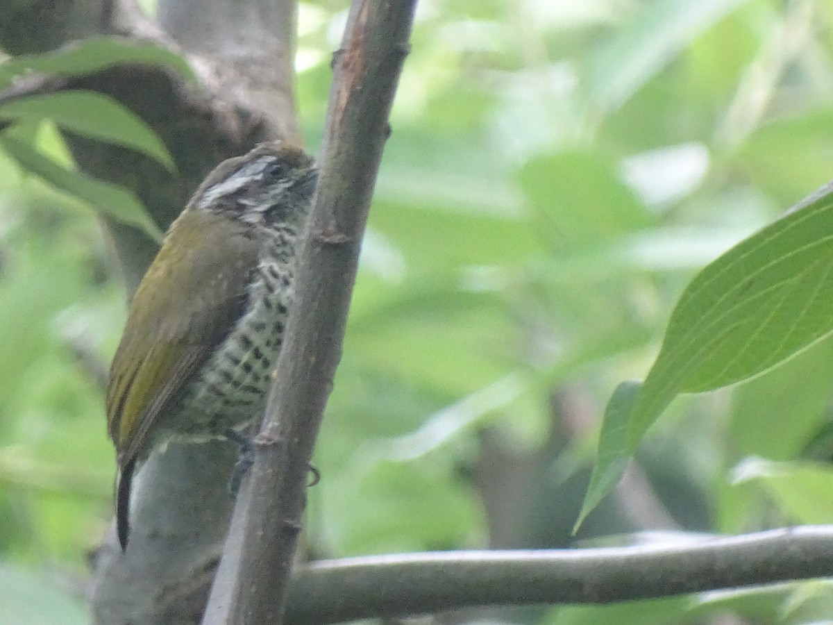 Speckled Piculet - ML93097121