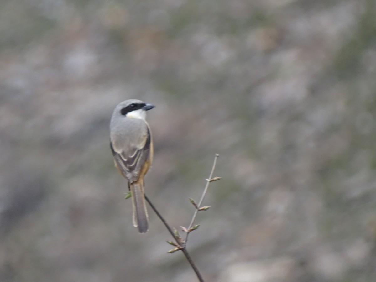 Gray-backed Shrike - Suresh  Rana