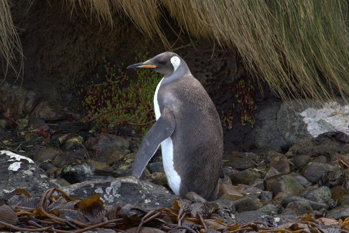Королевский пингвин - ML93098391