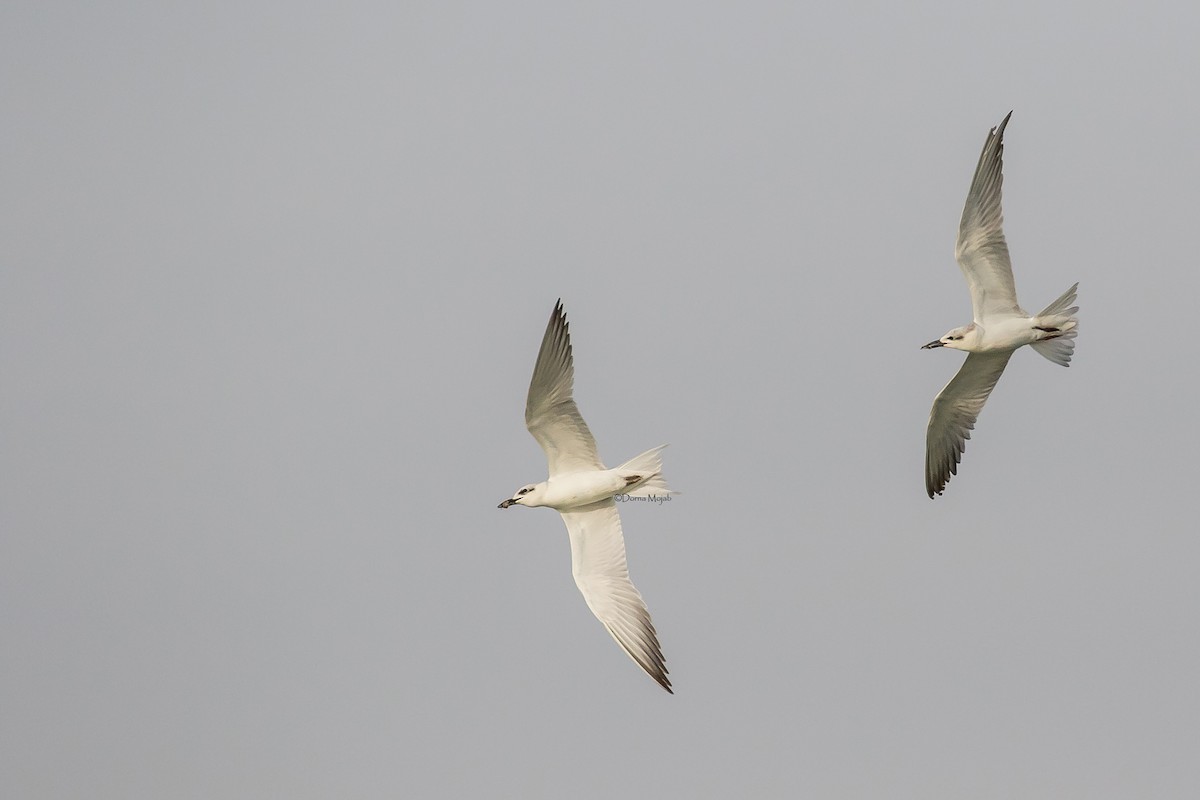 Gull-billed Tern - Dorna Mojab