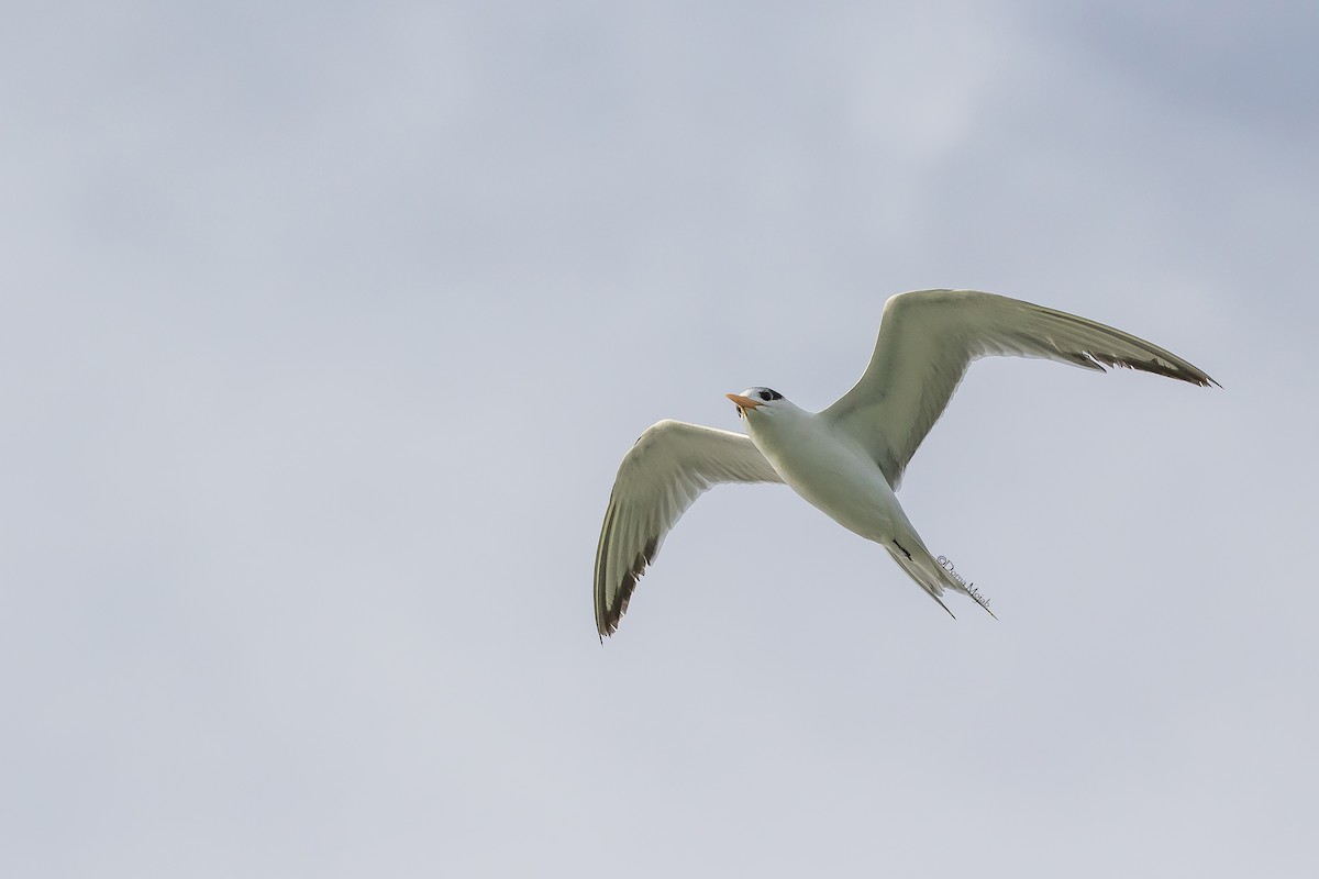 Lesser Crested Tern - Dorna Mojab