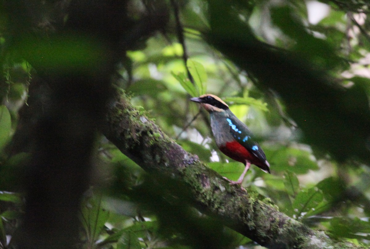 Green-breasted Pitta - ML93102211