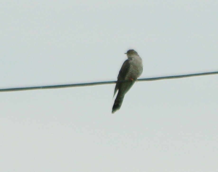 Common Cuckoo - ML93102841