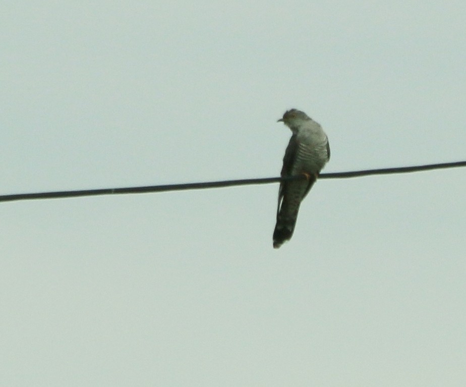 Common Cuckoo - Albert Linkowski