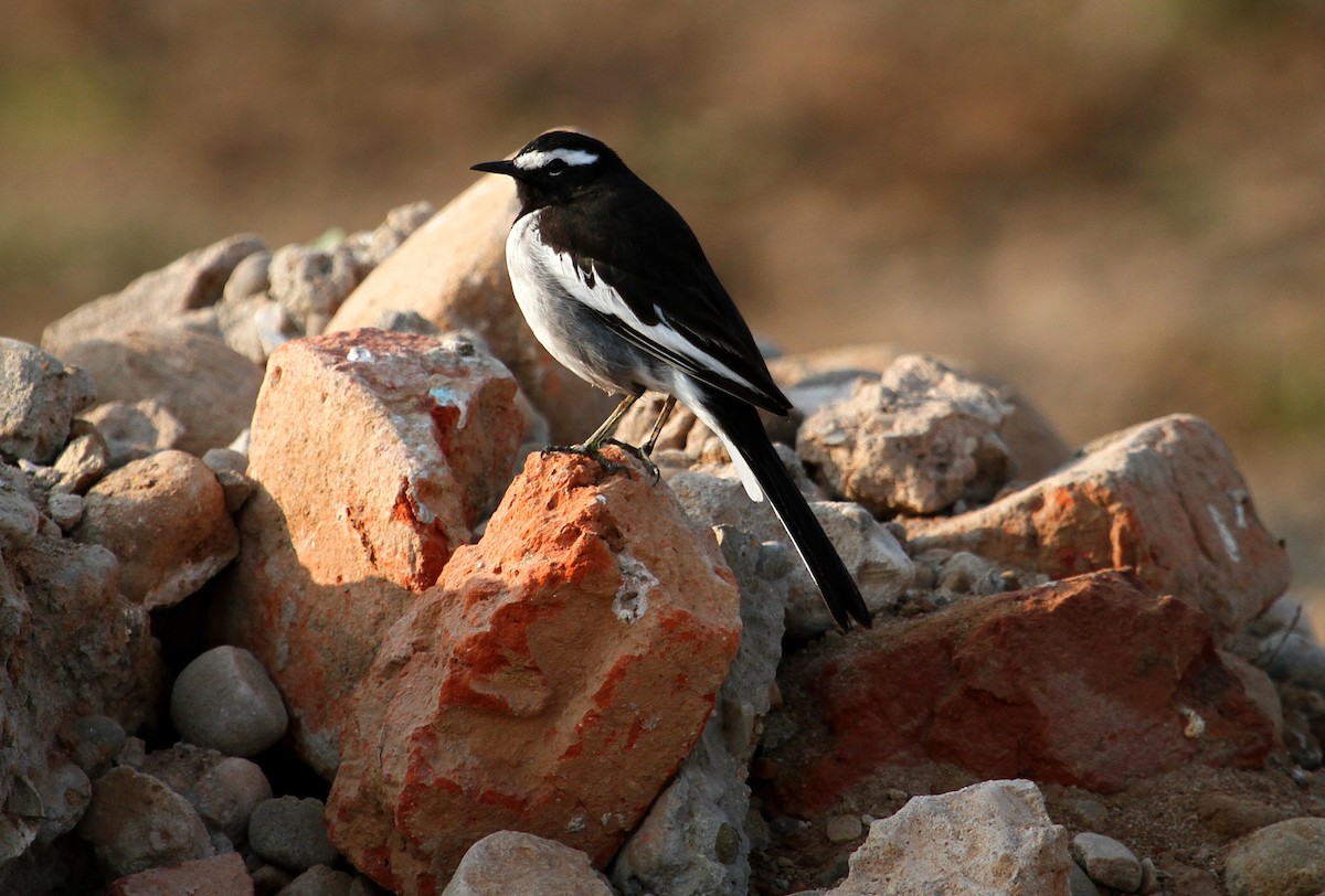 White-browed Wagtail - ML93104891