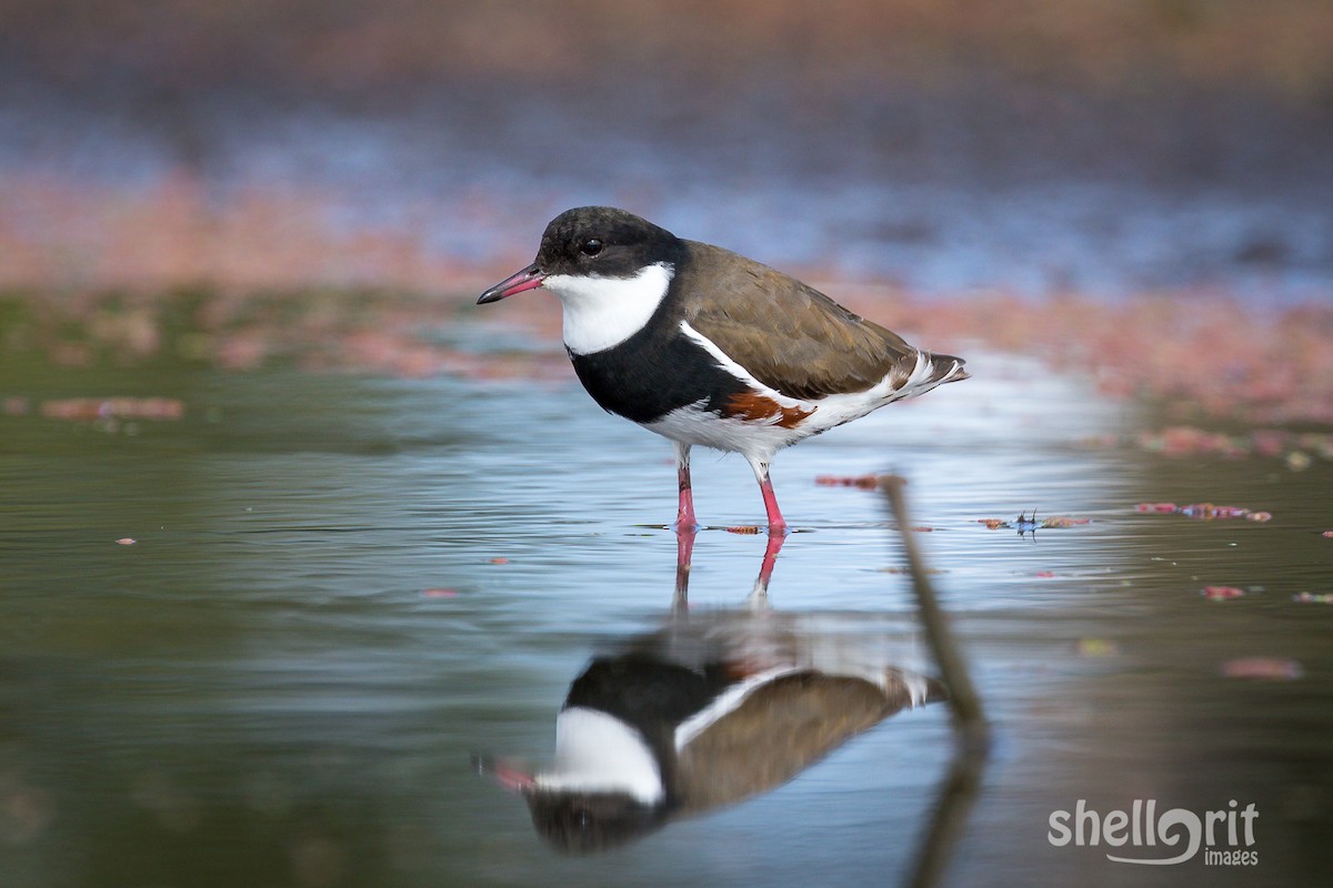 Red-kneed Dotterel - ML93105781