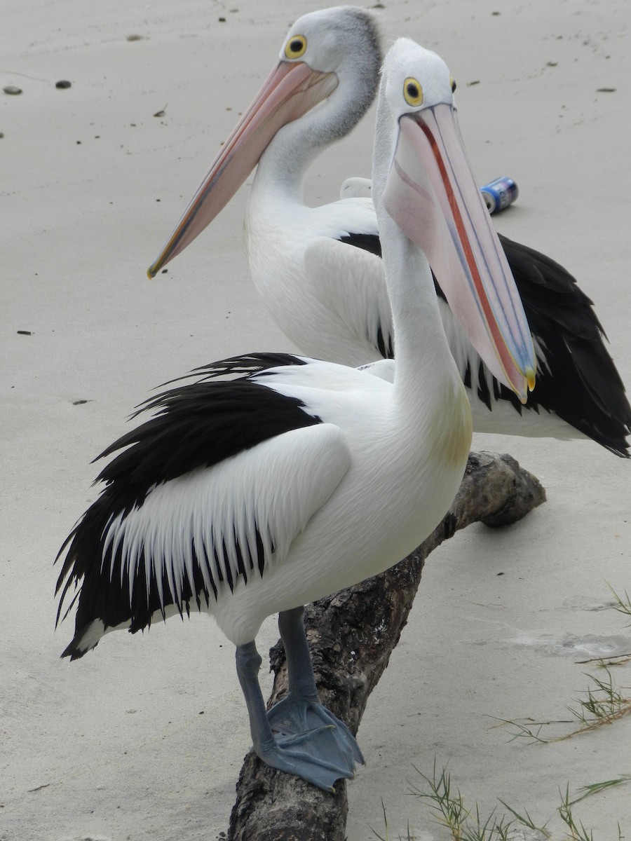 pelikán australský - ML93107481