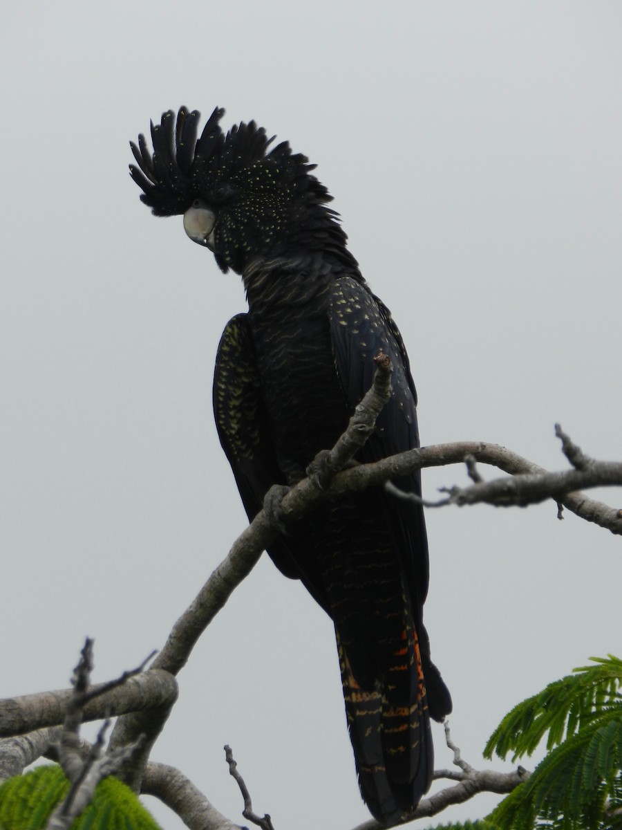 Red-tailed Black-Cockatoo - Ryan Leys