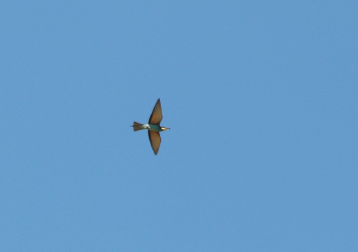 European Bee-eater - ML93108501