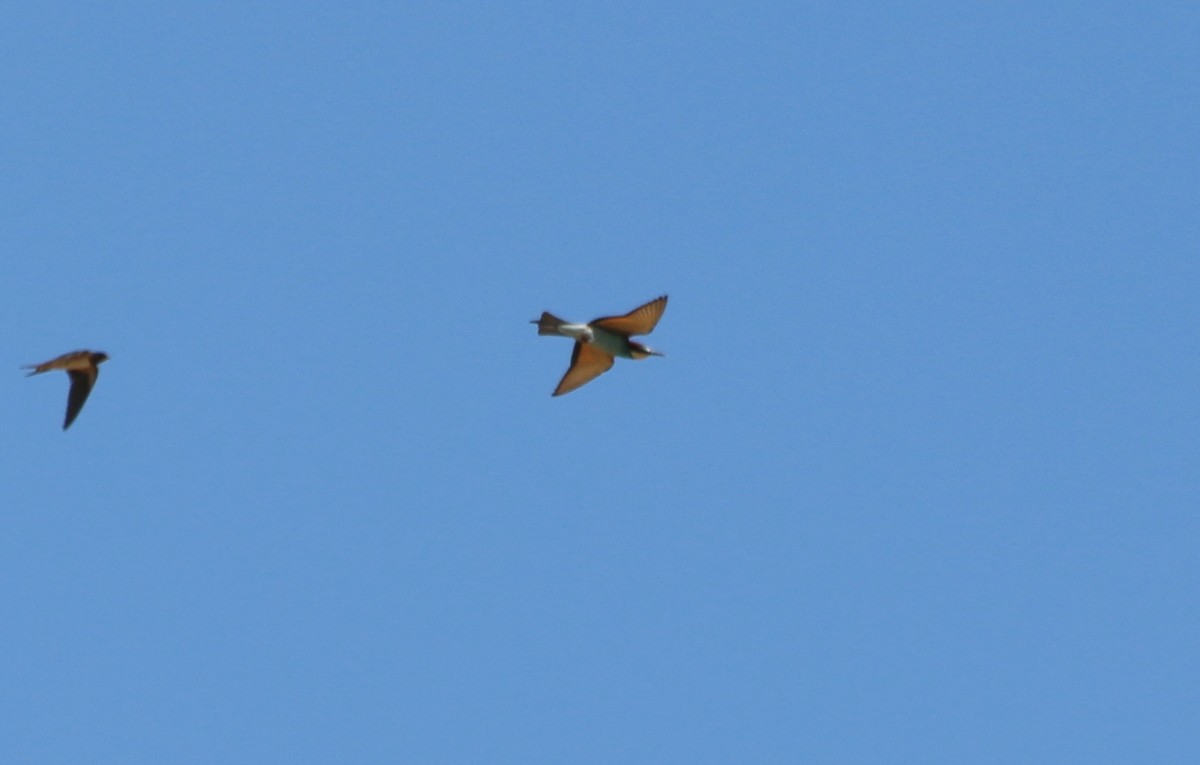 European Bee-eater - ML93108521