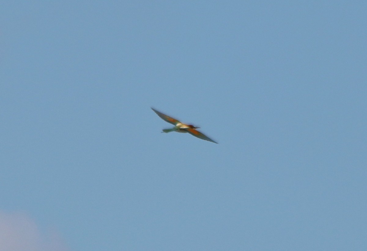 European Bee-eater - ML93108531