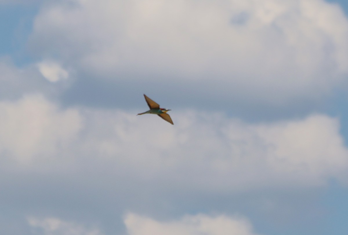 European Bee-eater - ML93108651