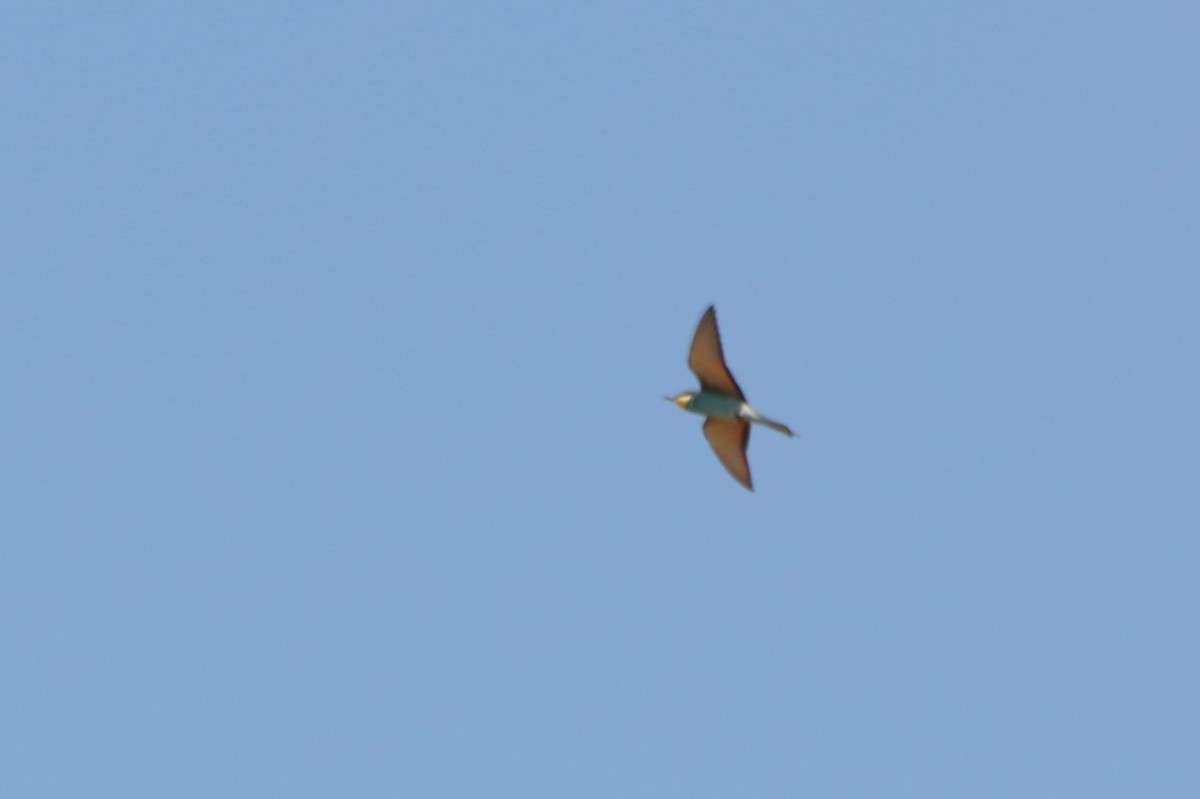 European Bee-eater - ML93108921