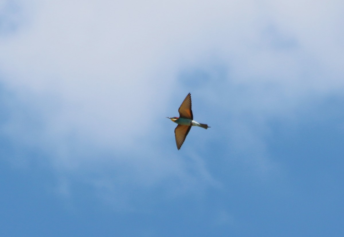 European Bee-eater - ML93109051